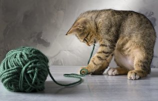 Kitten jolastuz baloia yarn